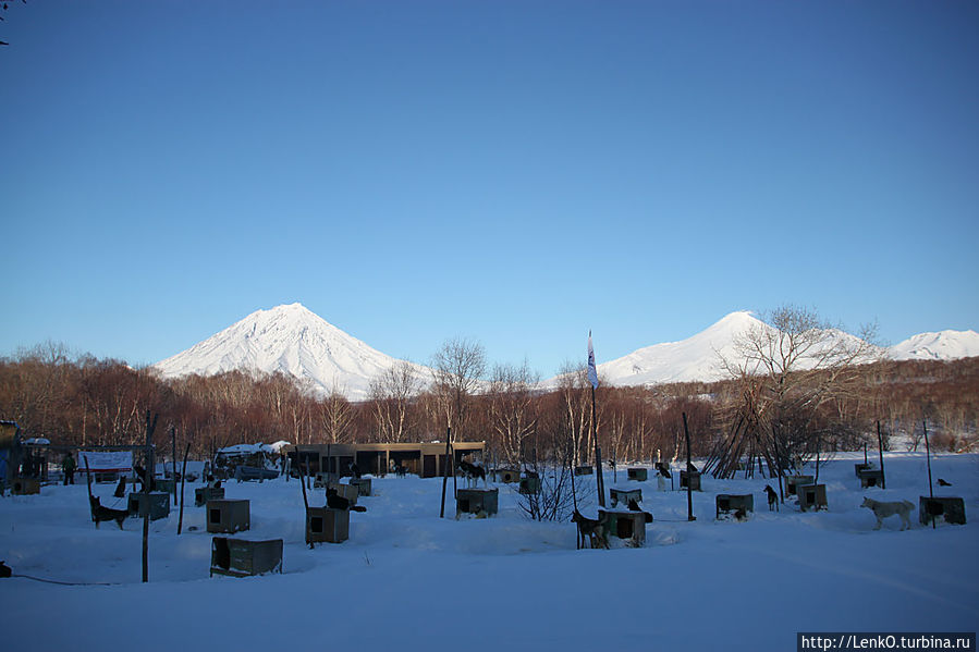 Снежные псы Петропавловск-Камчатский, Россия