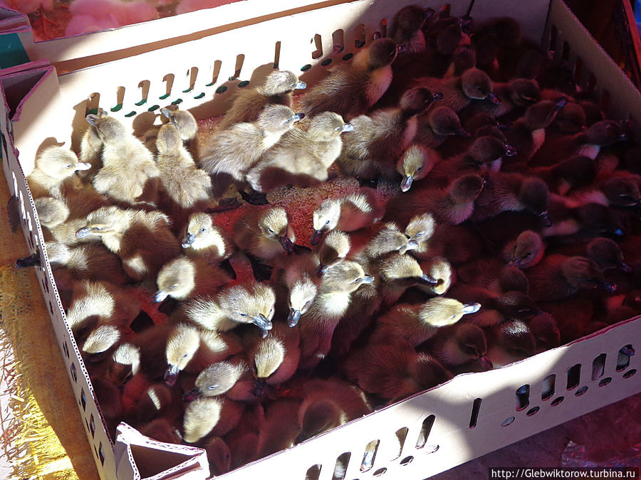 Город Салаван Салаван, Лаос