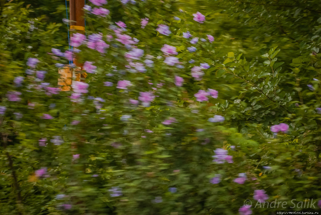 Озеро Дал Шринагар, Индия