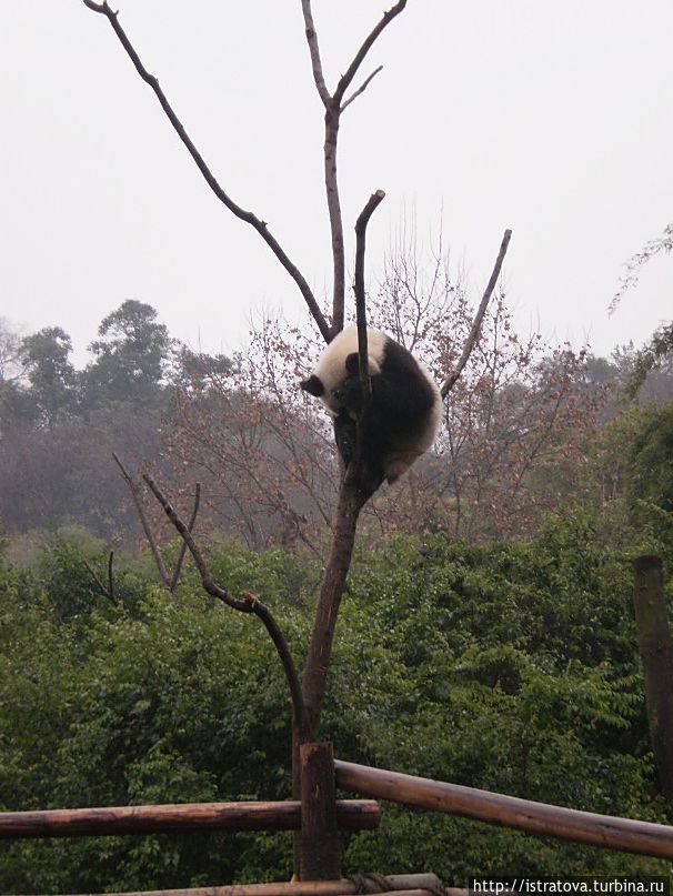 Несмотря на внешнюю неповоротливость, панды отлично лазят по деревьям. Чэнду, Китай