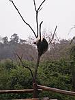 Несмотря на внешнюю неповоротливость, панды отлично лазят по деревьям.