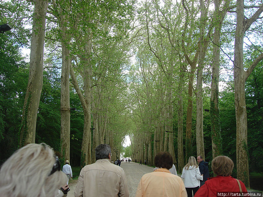 Каждый шаг по буковой аллее приближает к замку.