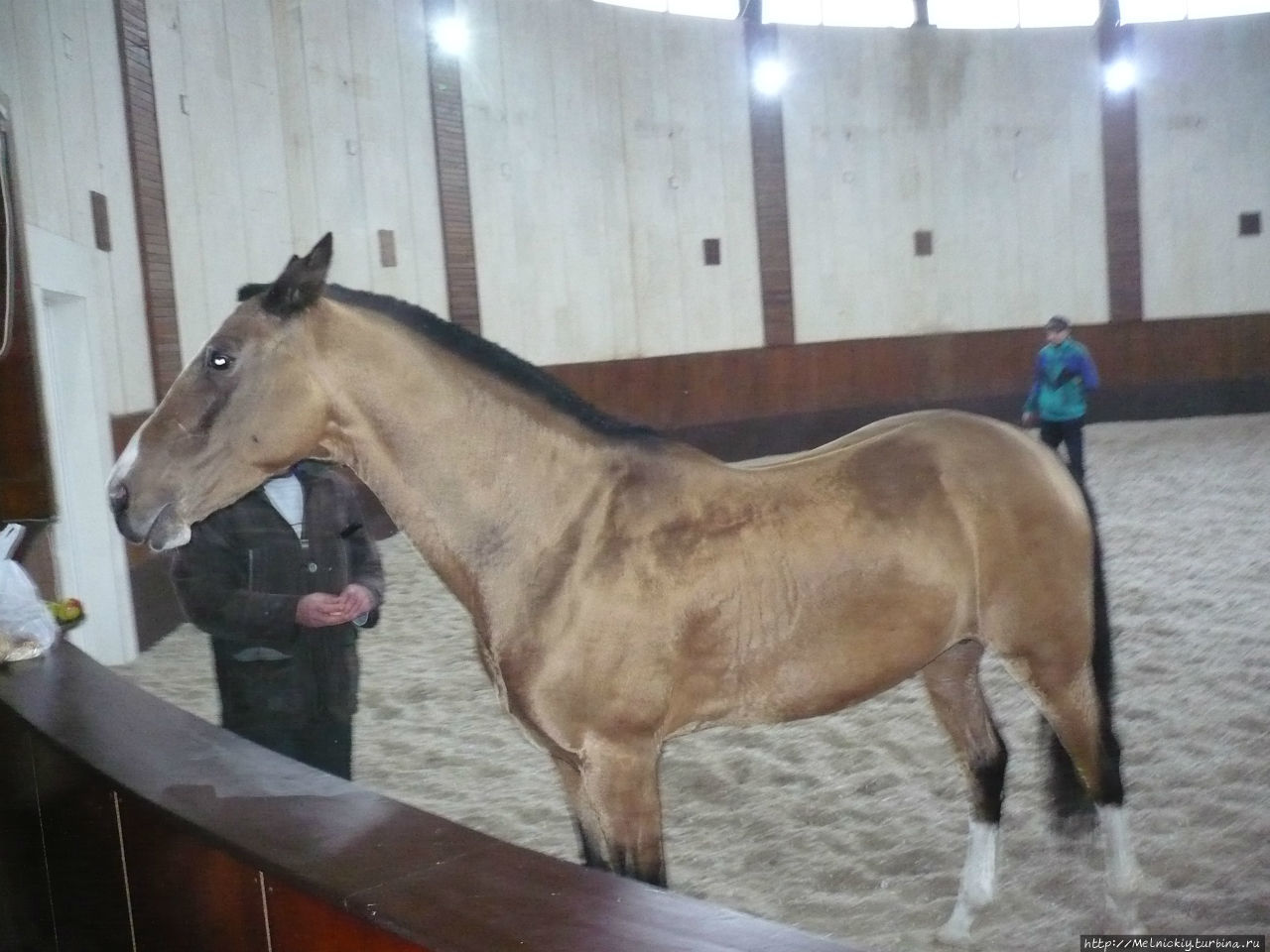 Терский племенной конный завод Новотерский, Россия