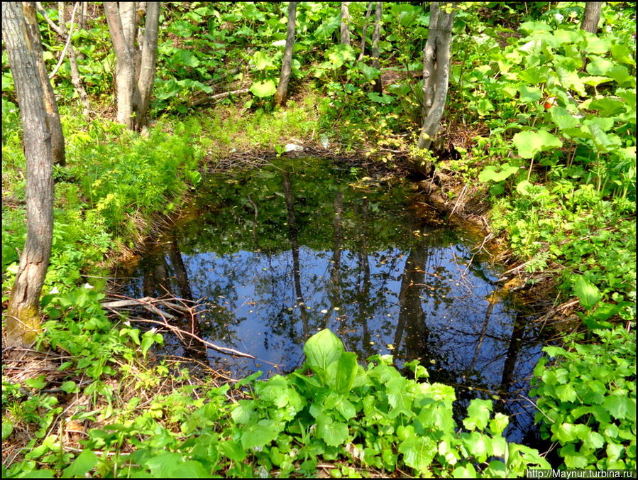 Болотное  оконце. Южно-Сахалинск, Россия