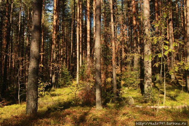 В стране берёзок, прохладного лета, селёдки и ОМС. Часть 2 Санкт-Петербург, Россия