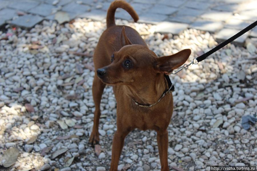 Парк Пьяцца дель Пополо. Рим, Италия