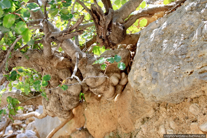 Вот еще наплывы корней цератонии... Остров Крит, Греция
