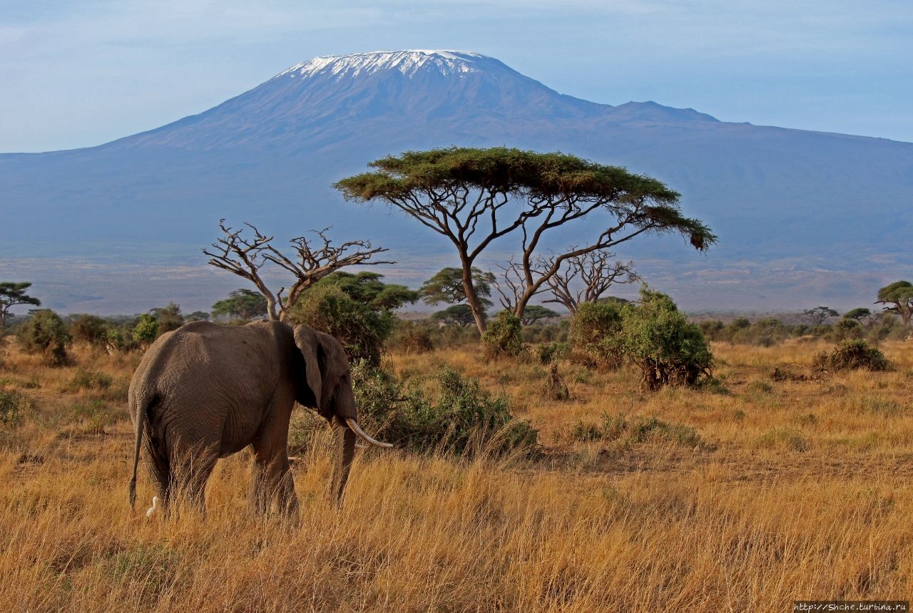 22 сентября — Всемирный день защиты слонов