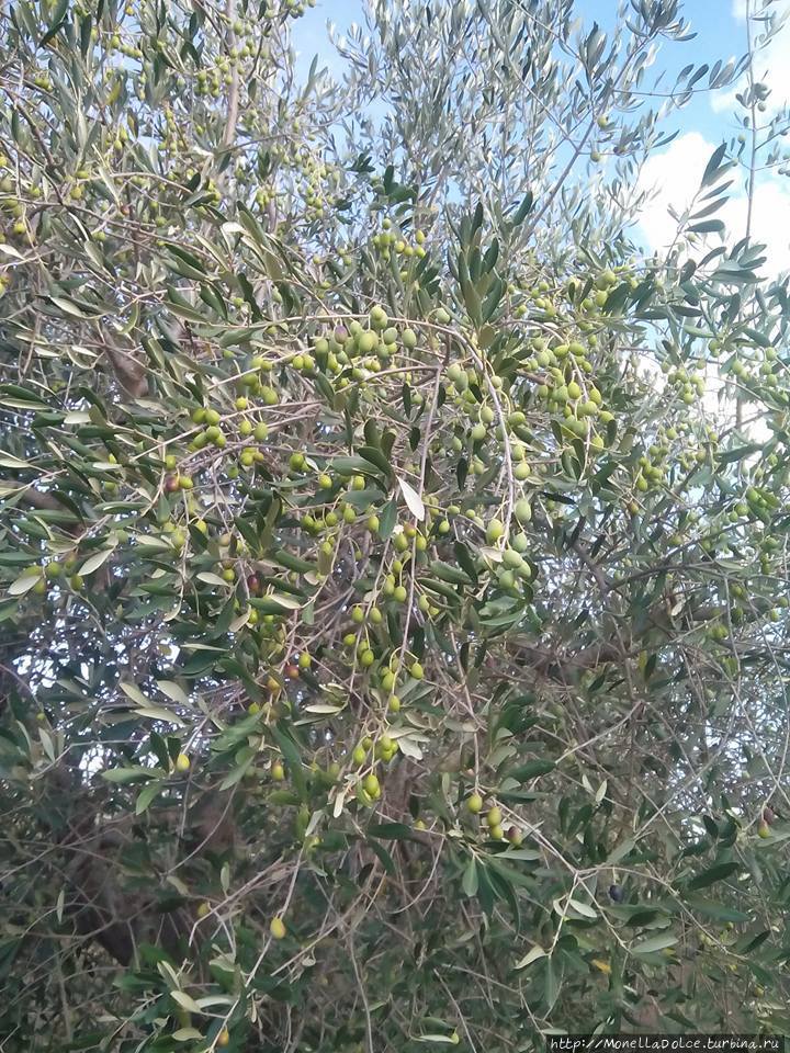 Кастелло ди Рипа д'Орчиа Кастильоне-д'Орчия, Италия