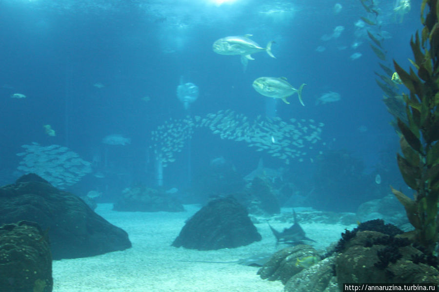 океанариум-большой аквариум Пенише, Португалия