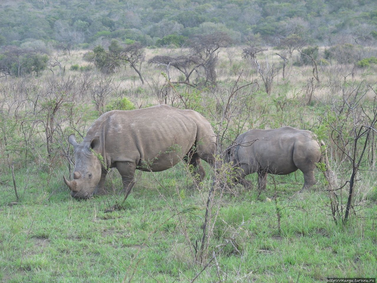 Парк Hluhluwe Imfolozi Game Reserve Шлушлуве-Умфолози Национальный Парк, ЮАР