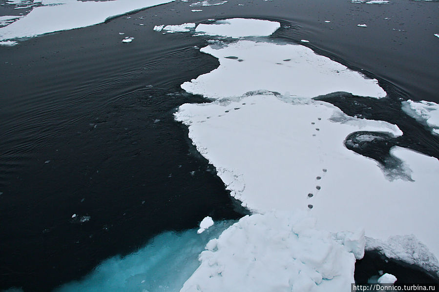 король Джулиан (из Мадагаскара) в ледяном танце с следами белого медведя на теле...