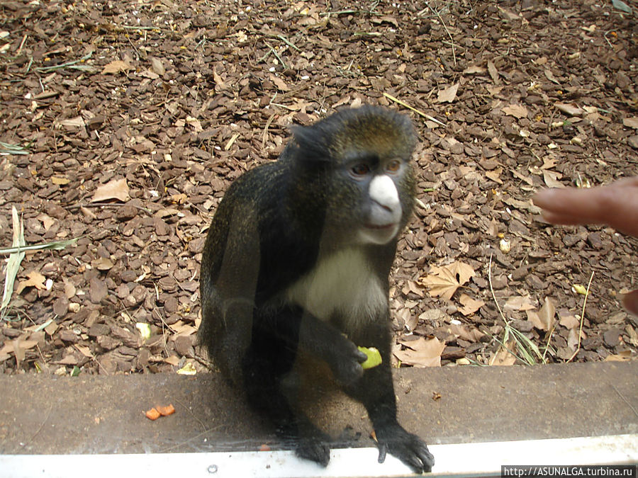 Зоопарк в Барселоне (Barcelona Zoo) находится практически в центре города. Это одно из популярных и наиболее часто посещаемых мест в Барселоне. Замечательный вариант отдыха для всей семьи. Здесь содержится около 8000 животных и более 400 видов со всех континентов земного шара. К радости и детей, и взрослых, в зоопарке представлены веселые и игривые детеныши диких кошек... Барселона, Испания