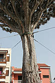 Драконово дерево (Dracaena draco) -2  всего в 100 метрах от своего знаменитого брата.