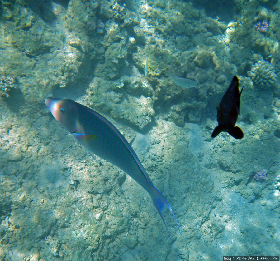 Рыбки! Рыбки под ногами Шарм-Эль-Шейх, Египет