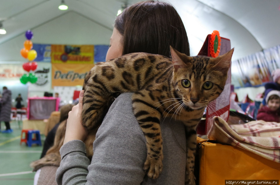 Бенгальская кошка. Южно-Сахалинск, Россия