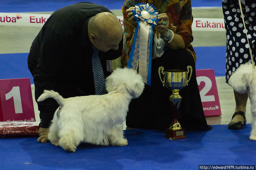 Выставка собак, Россия-2012 Москва, Россия