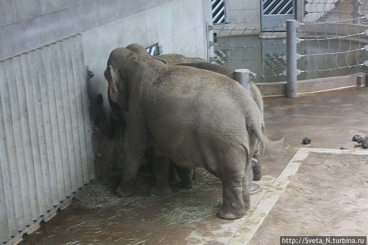 Слоники в слоновСнике
