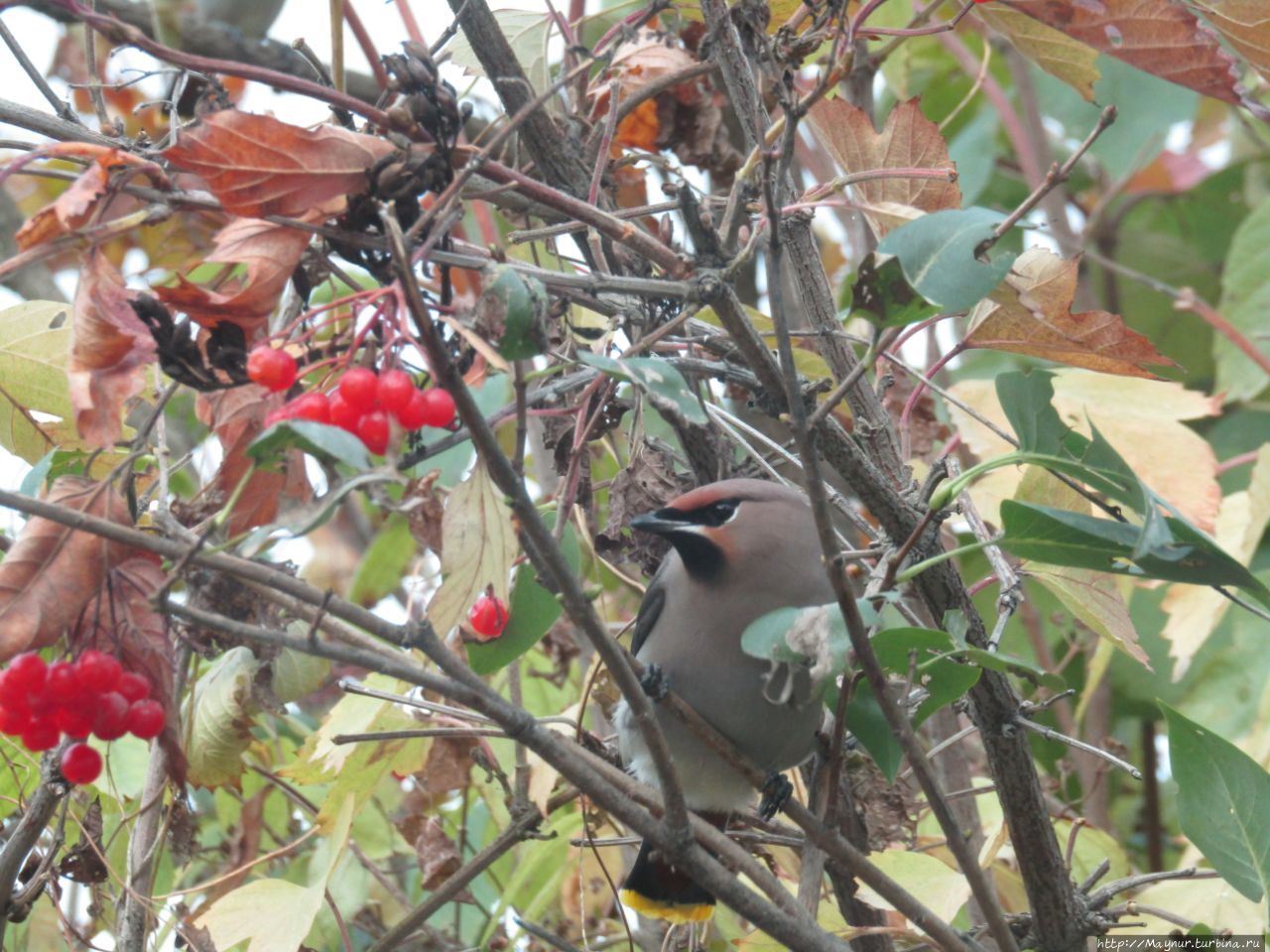 Прилетели свиристели. На калину сели. 