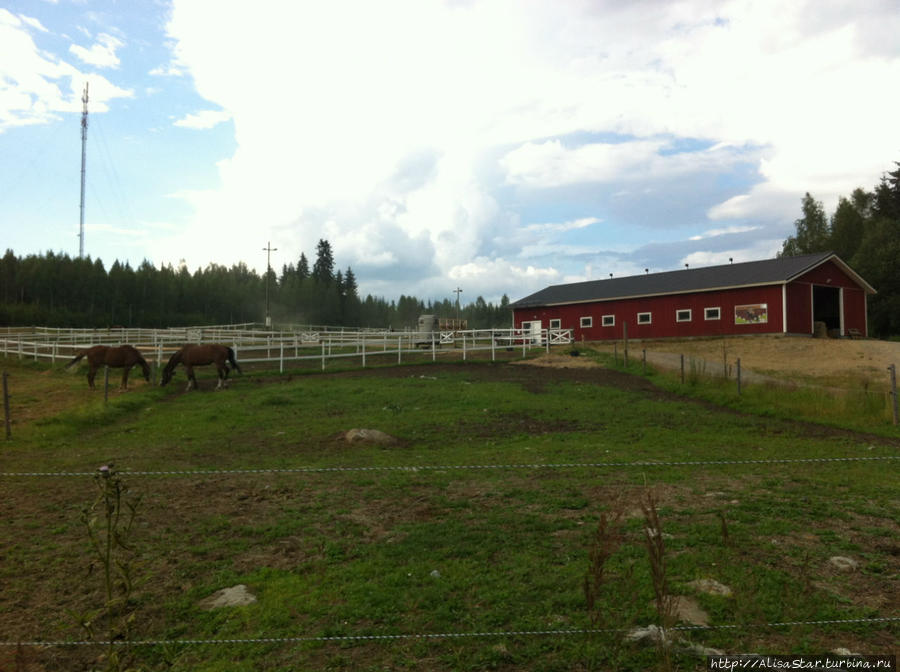 Агротерапия по-фински. День третий. Лошади и сауна Пункахарью, Финляндия