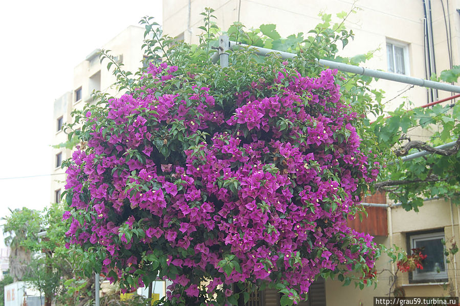 В Ларнаке цветут цветы и зреют плоды Ларнака, Кипр