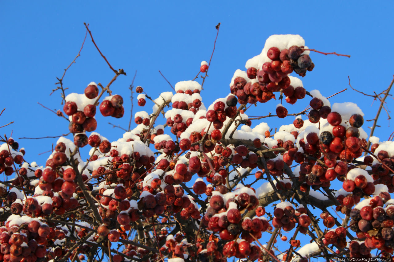 Яблоки на снегу....точнее,под снегом. Урожай был с избытком! Городец, Россия