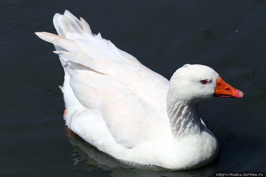 Зоопарк Лимы Лима, Перу