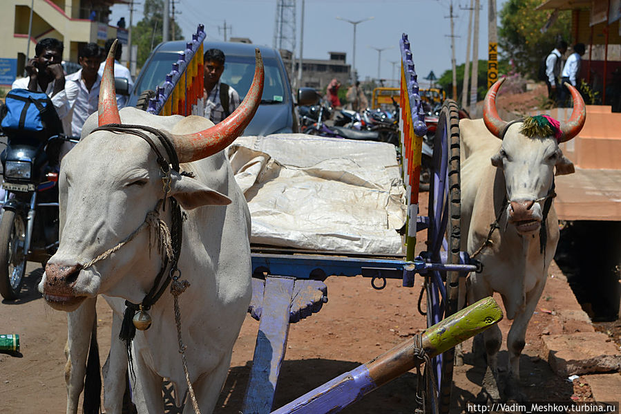Индийские священные коровы Штат Карнатака, Индия