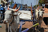 Индийские священные коровы