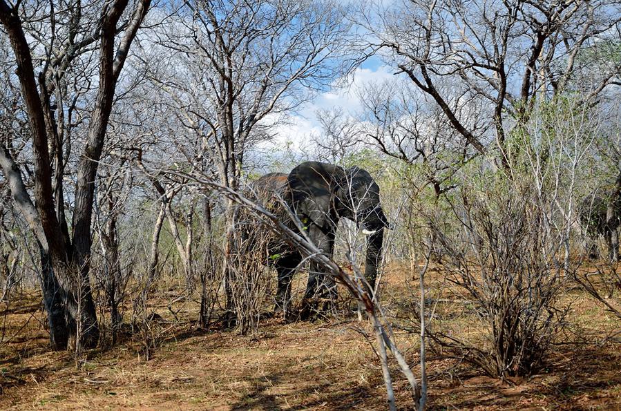 В кустах бродит слон Национальный парк Чобе, Ботсвана