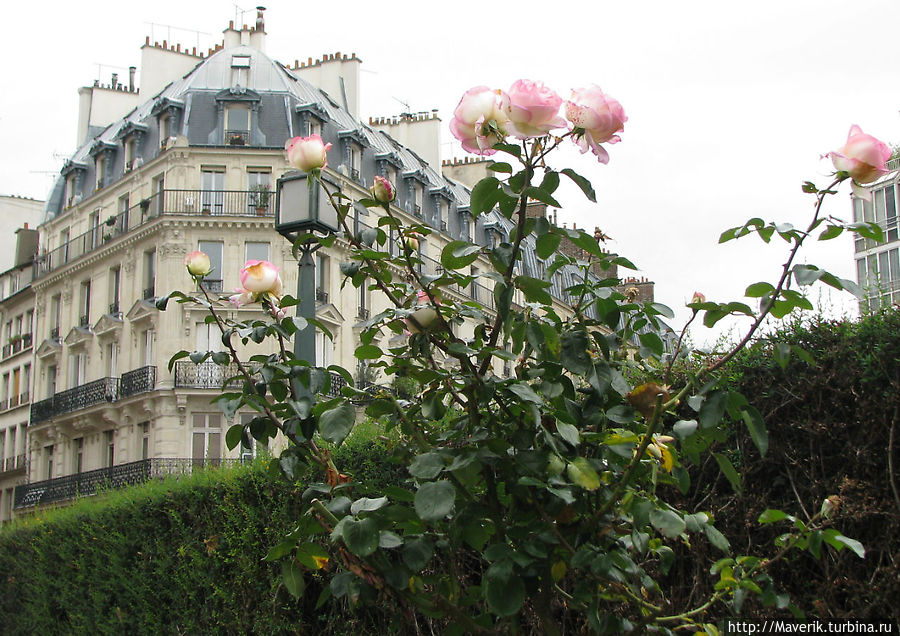 Парижские розы. Париж, Франция