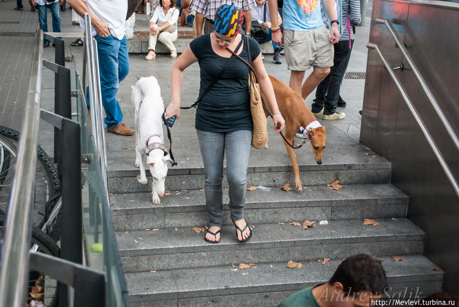 Неутомимые гости Барселоны Барселона, Испания