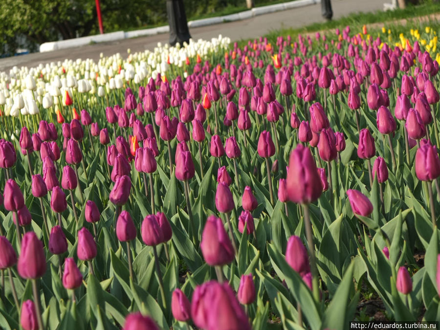 Всё в цвету, почти как в 