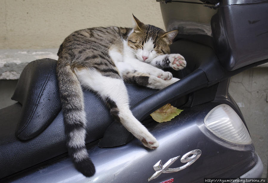 Котейки не устают радовать утомленных путешественников. Стамбул, Турция