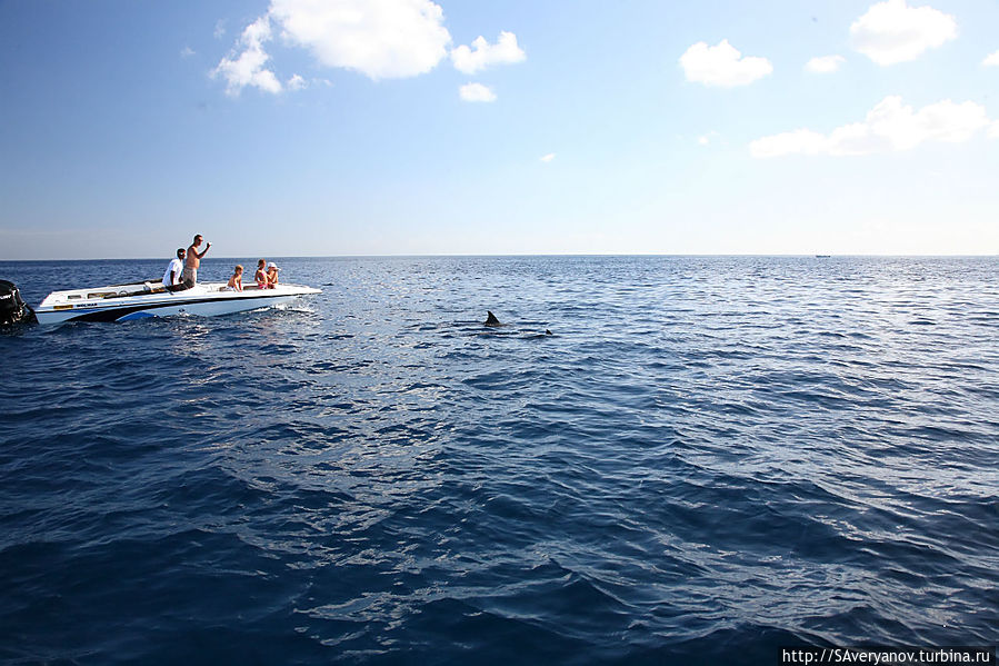 Просмотр дельфинов Блю-Бей, Маврикий