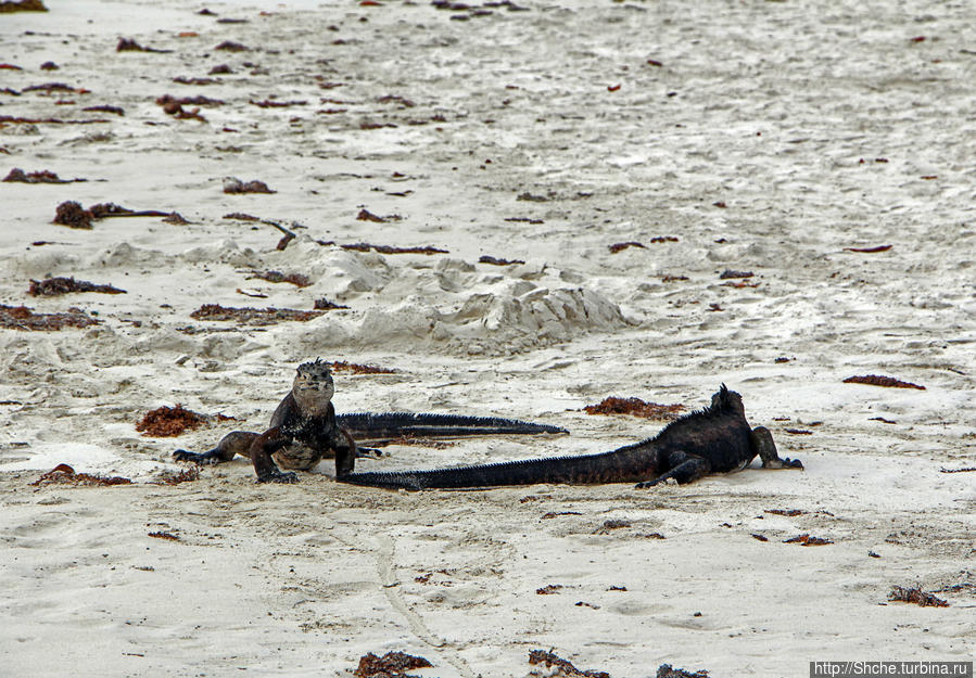 Playa Brava - километр чистейшего песка для морских игуан