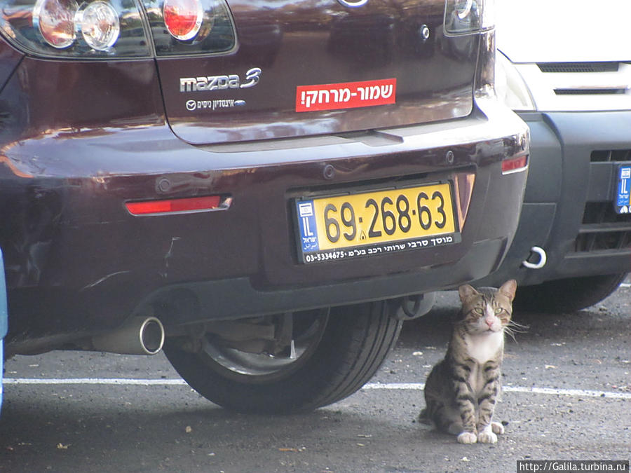 А кошка, сама по себе. Яффо, Израиль