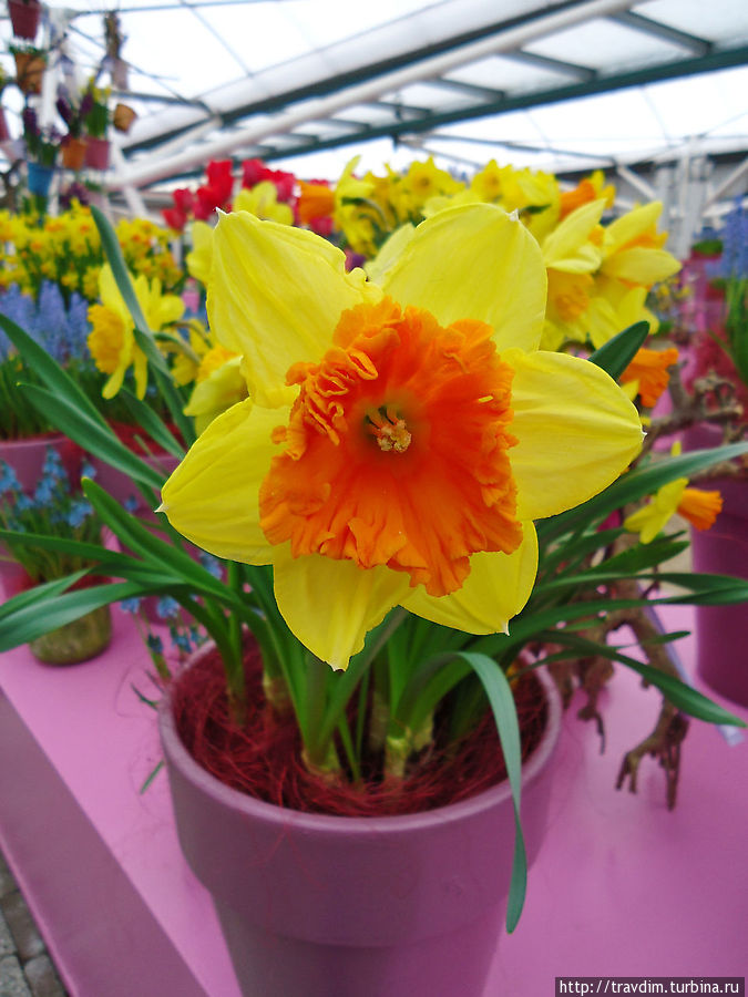 Нарциссы Кёкенхоф, Нидерланды
