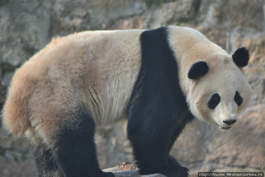 Символ Китая — медведь панда. Шанхай, Китай