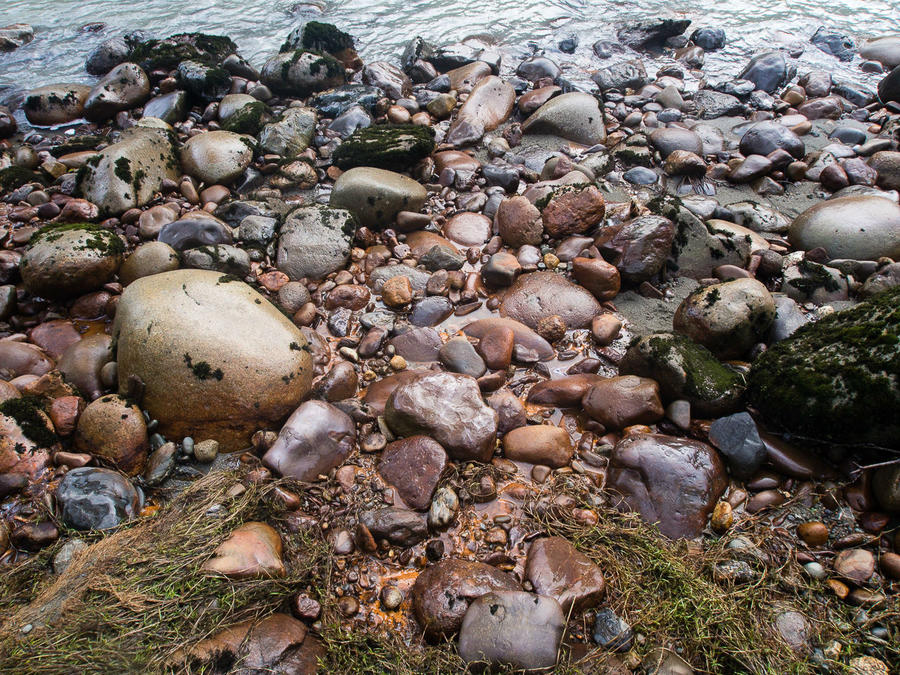 В лесу родилась ёлочка Сиэттл, CША