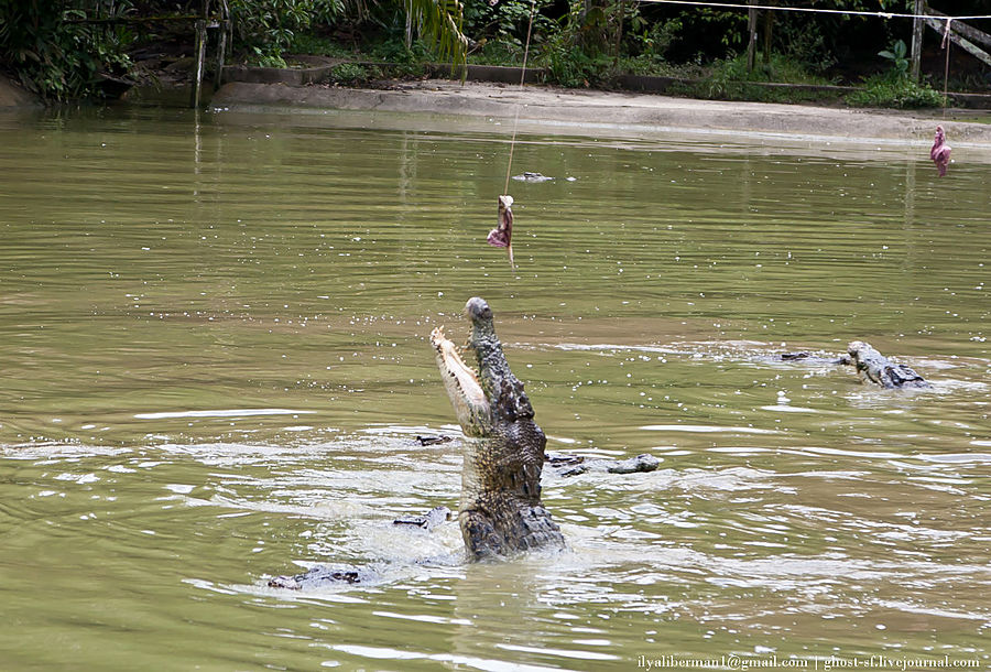 Борнео парк орангутангов и ферма с крокодилами Кучинг, Малайзия