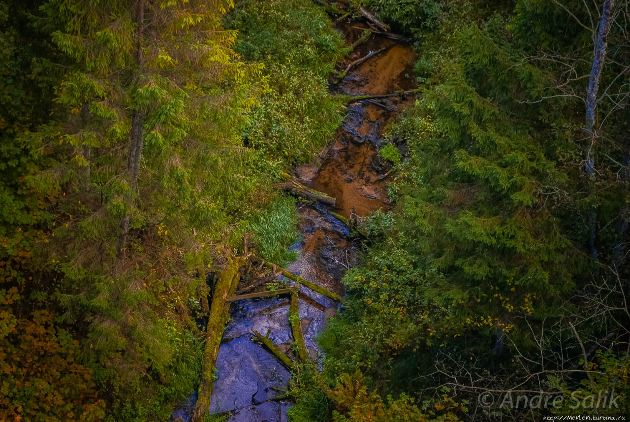 В лесу до рассвета Сигулда, Латвия