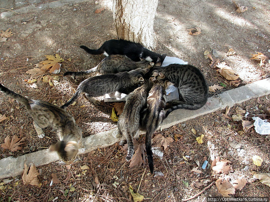 Дидим в конце октября Дидим, Турция