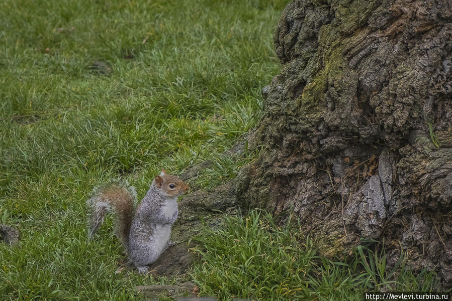 Обитатели Hyde Park Лондон, Великобритания