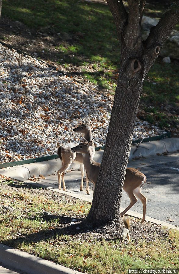 Чужие в городе Остин, CША