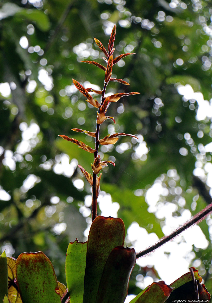 На радость ботаников: по экваториальному лесу в Эквадоре Сумако-Напо-Галерас Национальный Парк, Эквадор