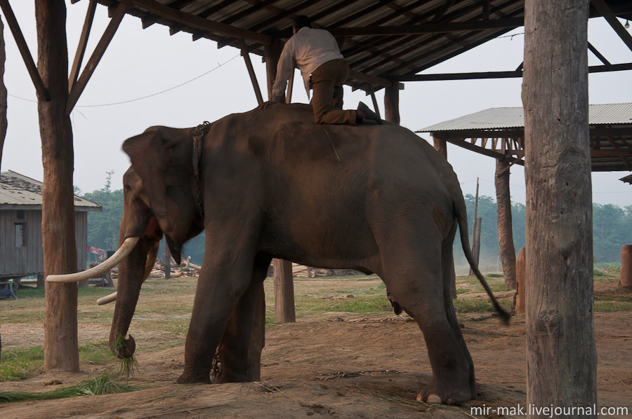Слоны тут ночуют, кормятся, моются и подготавливаются к очередным выездам в джунгли. Непал