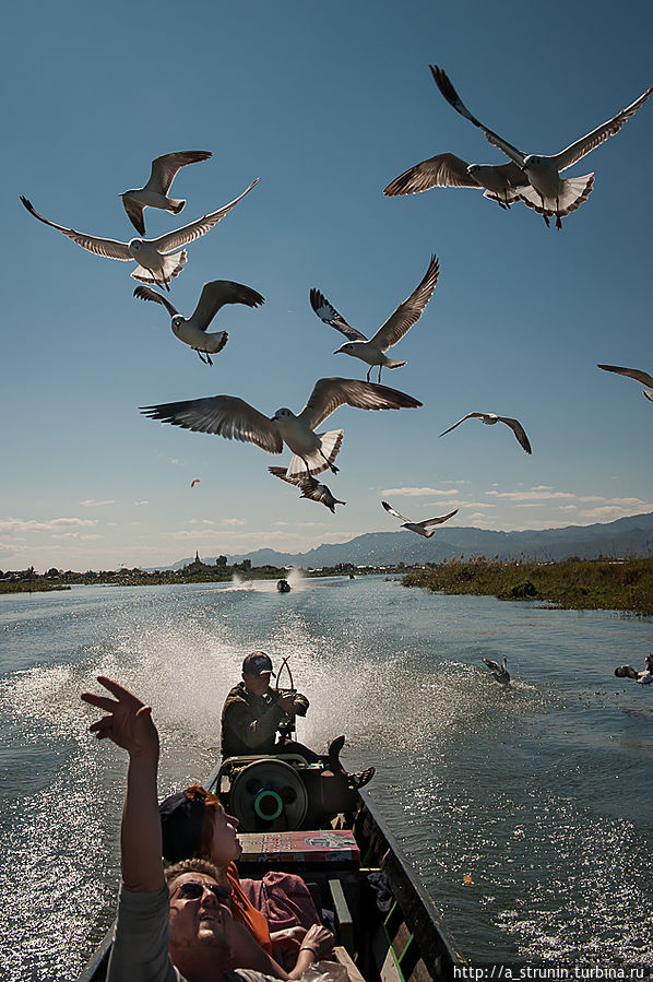На озере Инле Озеро Инле, Мьянма