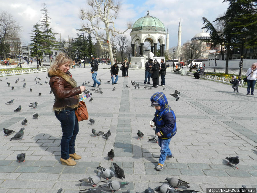 Покормил голубей — отдавай 5 лир Стамбул, Турция