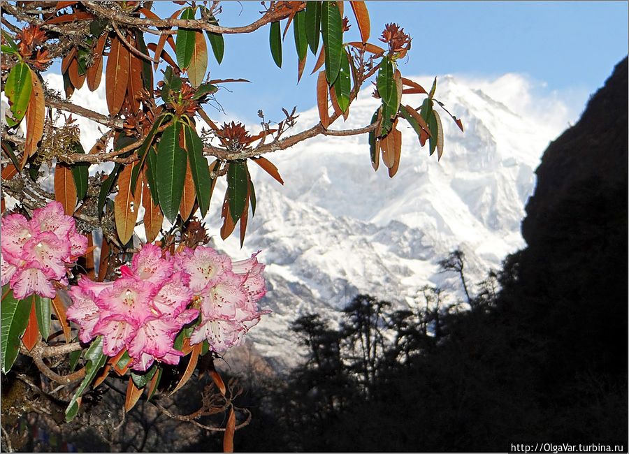 Особенно красиво смотрелись цветущие кустарники  на фоне заснеженных гор Непал